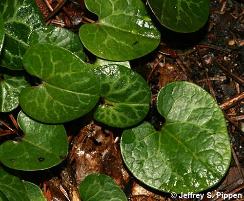Dwarf-flower Heartleaf (Hexastylis naniflora)