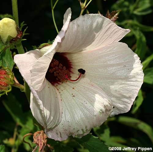 Comfortroot, Savanna Hibiscus (Hibiscus aculeatus)