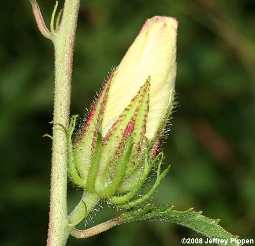 Comfortroot, Savanna Hibiscus (Hibiscus aculeatus)