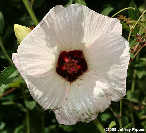 Comfortroot, Savanna Hibiscus (Hibiscus aculeatus)