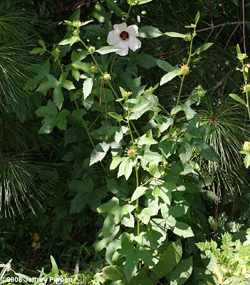 Comfortroot, Savanna Hibiscus (Hibiscus aculeatus)