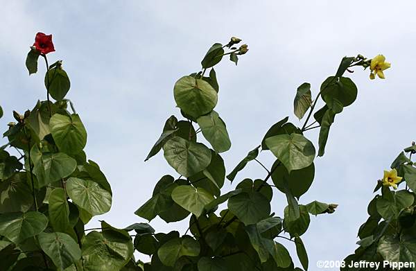 Sea Hibiscus, Beach Hibiscus, Mahoe (Hibiscus tiliaceus)