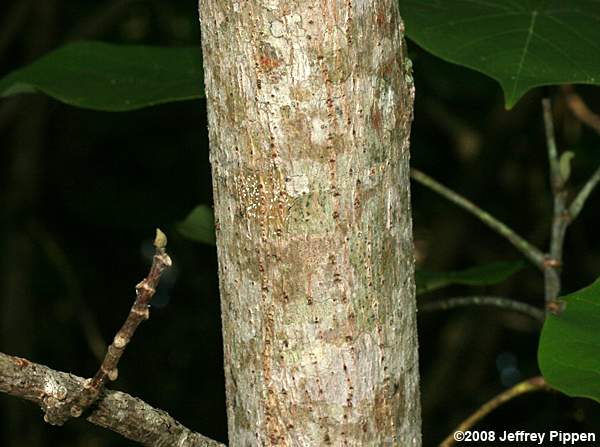 Sea Hibiscus, Beach Hibiscus, Mahoe (Hibiscus tiliaceus)