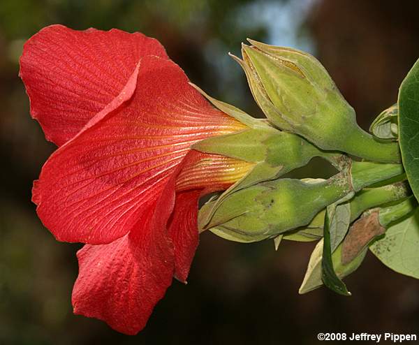 Sea Hibiscus, Beach Hibiscus, Mahoe (Hibiscus tiliaceus)