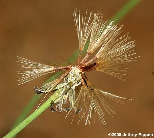 hawkweed (Hieracium sp.)