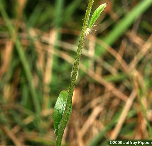 Beaked Hawkweed, Queendevil (Hieracium gronovii)