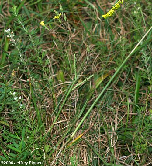 Beaked Hawkweed, Queendevil (Hieracium gronovii)