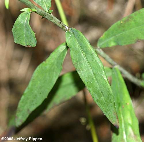 Alleghany Hawkweed, Leafy Hawkweed (Hieracium paniculatum)