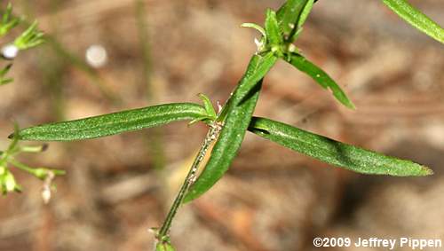 Eastern Longleaf Bluet (Houstonia longifolia var. compacta)