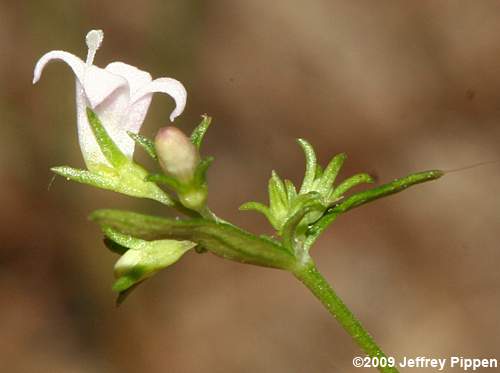 Eastern Longleaf Bluet (Houstonia longifolia var. compacta)