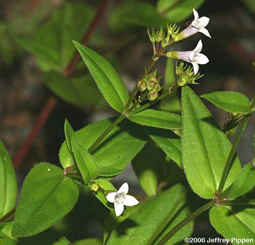 Purple Bluets (Houstonia purpurea)