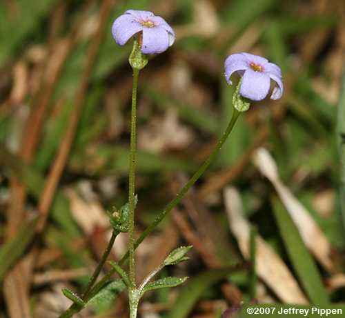 Tiny Bluet (Housonia pusilla)