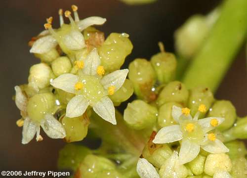 Largeleaf Pennyworth, Dune Water-pennywort (Hydrocotyle bonariensis)