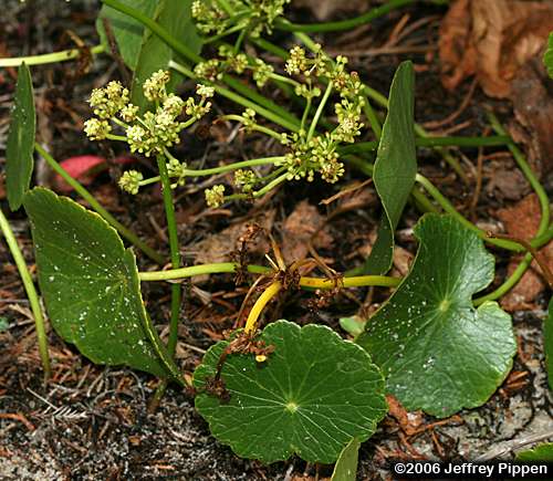 Largeleaf Pennyworth, Dune Water-pennywort (Hydrocotyle bonariensis)