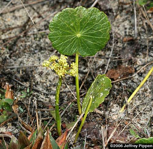 Largeleaf Pennyworth, Dune Water-pennywort (Hydrocotyle bonariensis)