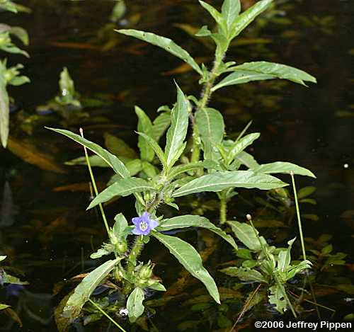 Waterpod (Hydrolea quadrivalvis)