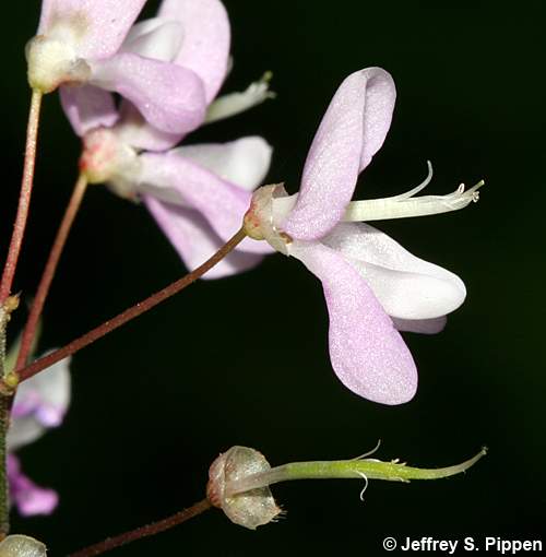 Naked Tick Trefoil (Hylodesmum nudiflorum, Desmodium nudiflorum)