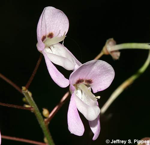 Naked Tick Trefoil (Hylodesmum nudiflorum, Desmodium nudiflorum)