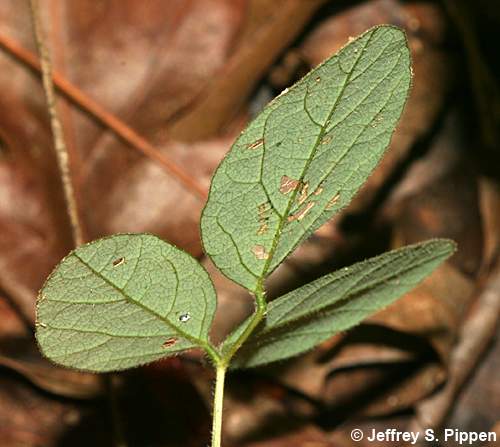 Naked Tick Trefoil (Hylodesmum nudiflorum, Desmodium nudiflorum)