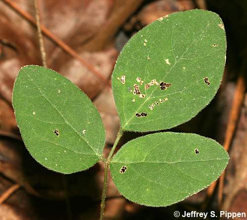 Naked Tick Trefoil (Hylodesmum nudiflorum, Desmodium nudiflorum)