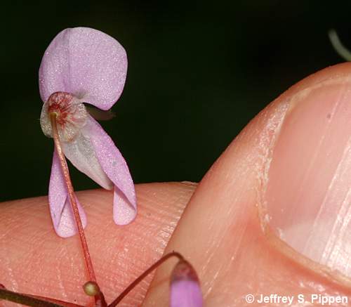 Naked Tick Trefoil (Hylodesmum nudiflorum, Desmodium nudiflorum)