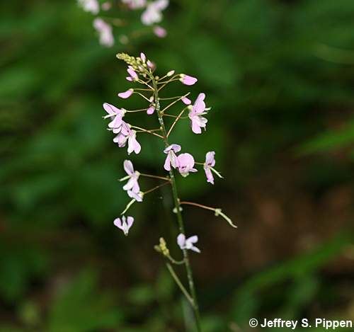 Naked Tick Trefoil (Hylodesmum nudiflorum, Desmodium nudiflorum)