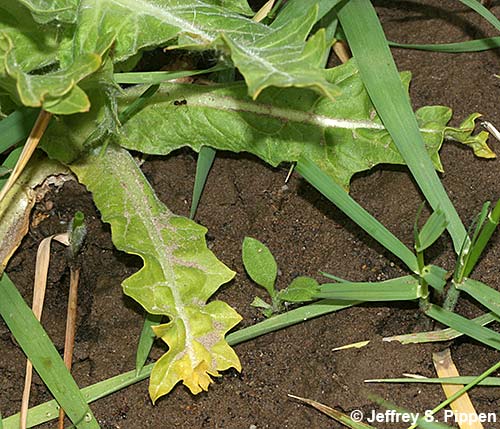 Black Henbane (Hyoscyamus niger)