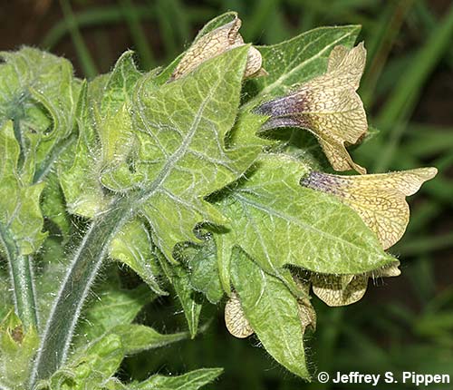 Black Henbane (Hyoscyamus niger)