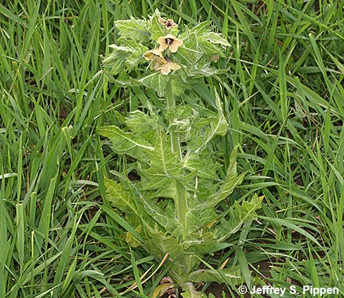 Black Henbane (Hyoscyamus niger)