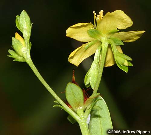 Roundpod St. John's Wort (Hypericum cistifolium)