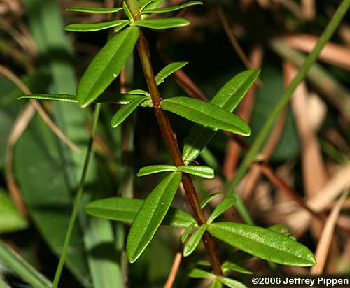 Roundpod St. John's Wort (Hypericum cistifolium)