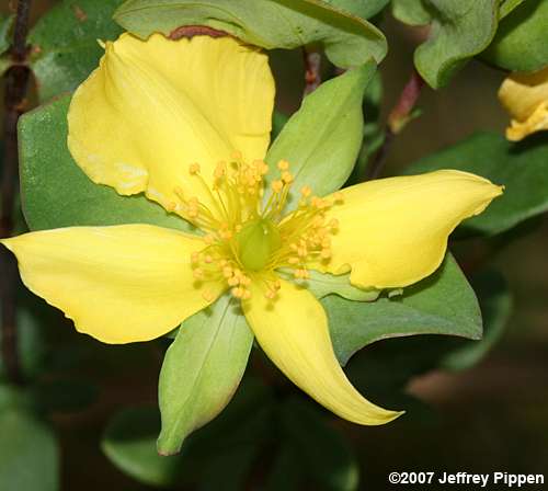 St. Andrews Cross, St. Peterswort (Hypericum crux-andreae)