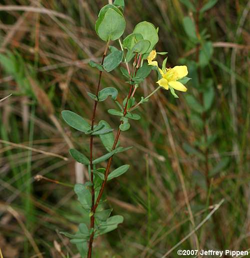 St. Andrews Cross, St. Peterswort (Hypericum crux-andreae)