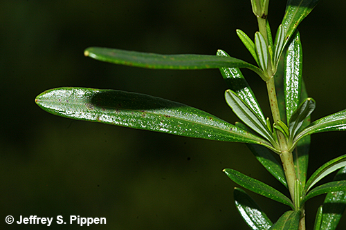 Bushy St. John's Wort (Hypericum densiflorum)