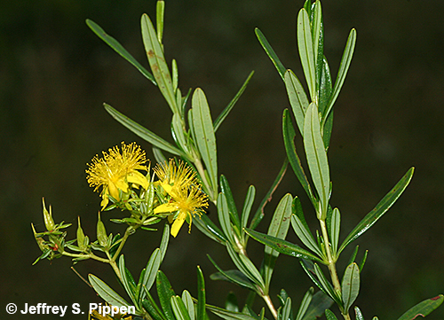 Bushy St. John's Wort (Hypericum densiflorum)