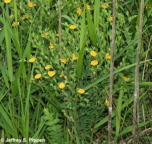 Coppery St. John's Wort (Hypericum denticulatum)