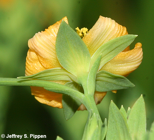 Coppery St. John's Wort (Hypericum denticulatum)