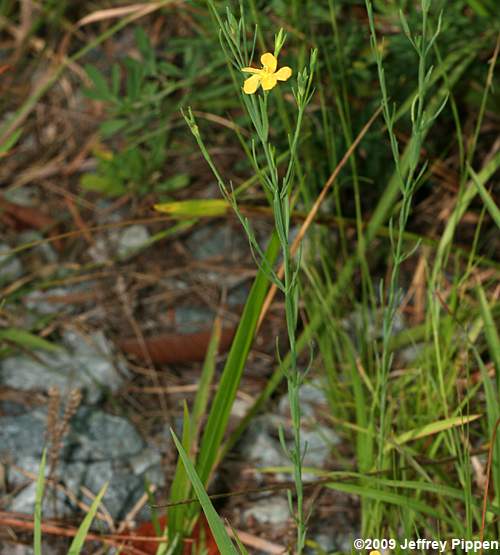 Nits-and-lice, Drummond's St. John's Wort (Hypericum drummondii)
