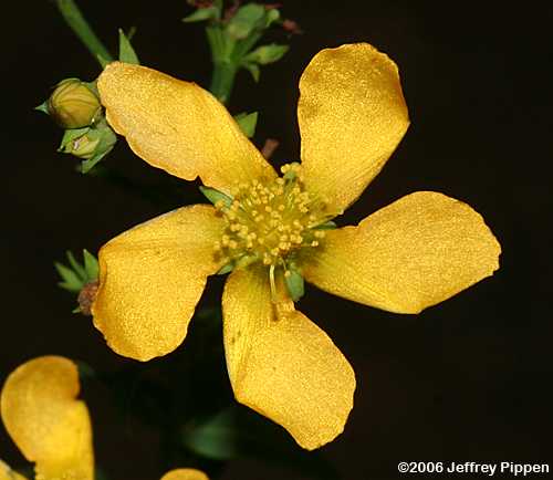 Sharpleaf St. John's Wort (Hypericum virgatum)
