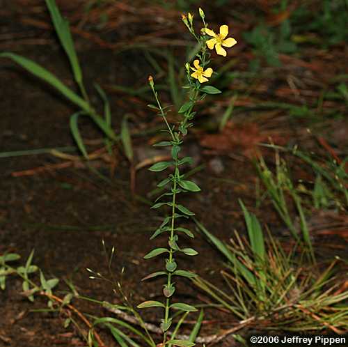 Sharpleaf St. John's Wort (Hypericum virgatum)