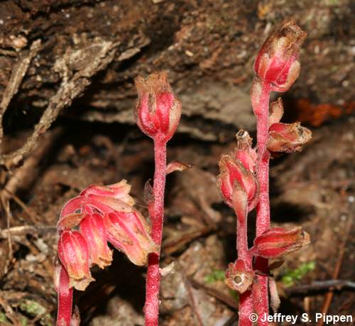 Pinesap (Hypopitys monotropa)