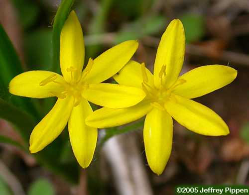 Yellow Stargrass, Common Goldstar (Hypoxis hirsuta)