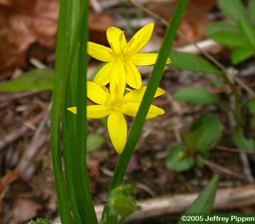 Yellow Stargrass, Common Goldstar (Hypoxis hirsuta)