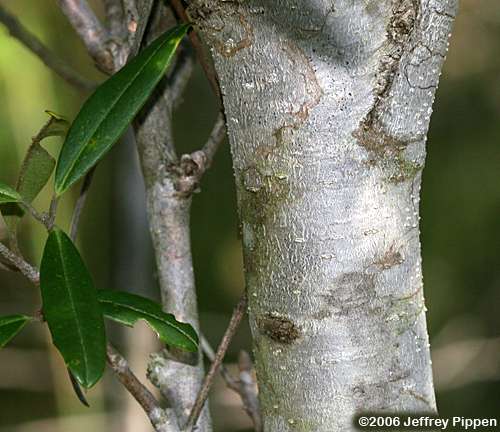 Dahoon, Dahoon Holly (Ilex cassine)