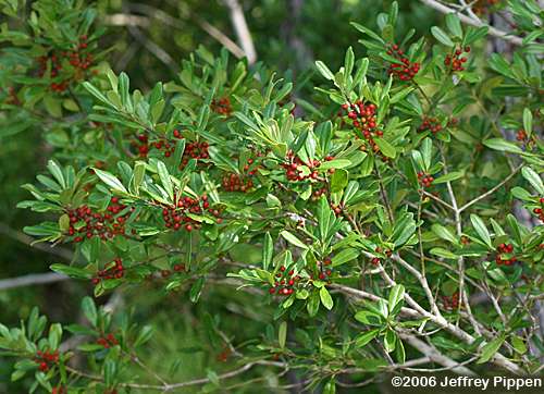 Dahoon, Dahoon Holly (Ilex cassine)