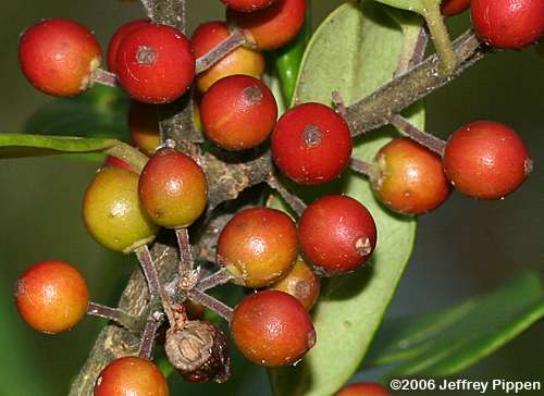 Dahoon, Dahoon Holly (Ilex cassine)