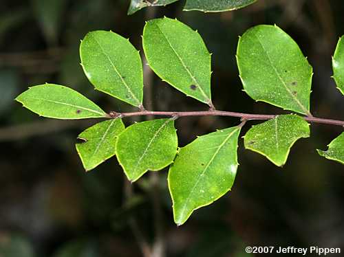 Large Gallberry, Big Gallberry (Ilex coriacea)
