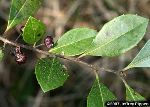Large Gallberry, Big Gallberry (Ilex coriacea)
