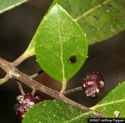 Large Gallberry, Big Gallberry (Ilex coriacea)