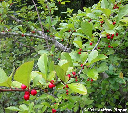 Possumhaw, Deciduous Holly (Ilex decidua)